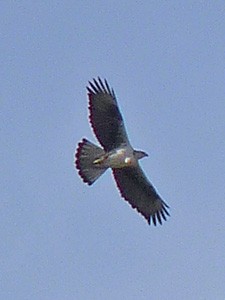 A Birdwatching Guide to Extremadura 2nd Edition - December fieldwork