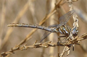 Faded Pincertail [i]Onychogomphus costae[/i] in Madrid