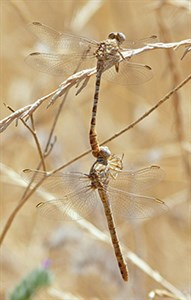 Faded-Pincertailp2 - Onychogo © John Muddeman