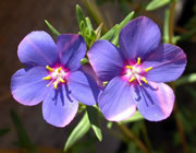 Shrubby Pimpernel - Do&ntilde;ana. &copy; John Muddeman