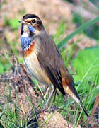 Bluethroat - Do&ntilde;ana. &copy; John Muddeman