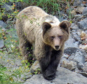 Brown Bear – Ursos arctos