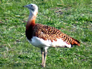 Great Bustard - Extremadura. &copy; John Muddeman