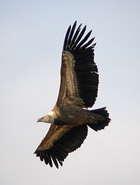 Griffon Vulture - Extremadura. &copy; John Muddeman
