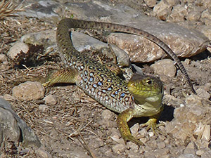 Ocellated Lizard immature - Timon lepidus © John Muddeman