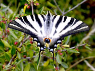 Scarce Swallowtail - Pyrenees. &copy; John Muddeman