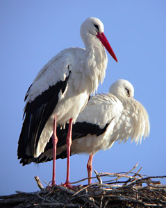 White Stork – Ciconia ciconia