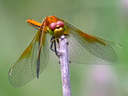 Yellow-winged Darter - Cad&iacute;. &copy; John Muddeman