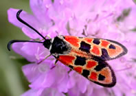 burnet moth sp. - Pyrenees. &copy; John Muddeman
