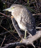 Night Heron - Aiguamolls de l'Empord�. &copy; John Muddeman