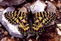 Spanish Festoon - La Garrotxa, Catalonia. &copy; Mike Lockwood