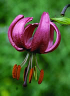 Martagon lily - Picos de Europa. &copy; Teresa Farino