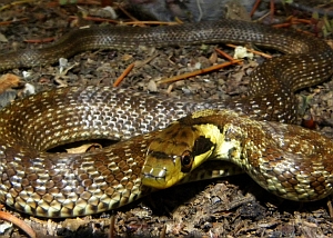 Aesculapian Snake – Zamenis longissimus © Teresa Farino