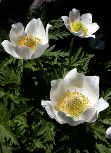 Alpine Pasque-flower – Pulsatilla alpina ssp. cantabrica © Teresa Farino