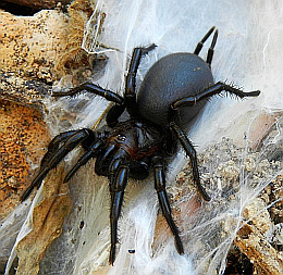 Andalusian Funnel-web Spider – Macrothele calpeiana © Teresa Farino