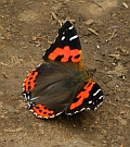 Canary Red Admiral – Vanessa vulcania