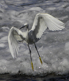 Little Egret – Egretta garzetta © Teresa Farino