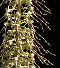 Lizard Orchid – Himantoglossum hircinum