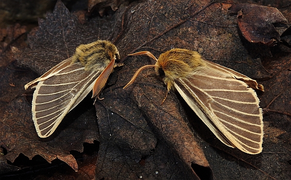 Male and female Iberian Patrician – Lemonia philopalus