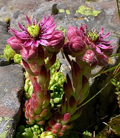 Mountain Houseleek – Sempervivum montanum © Teresa Farino