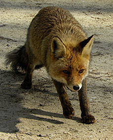 Red Fox – Vulpes vulpes © Teresa Farino