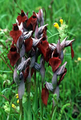 Heart-flowered Serapias - Picos de Europa, N Spain. &copy; Teresa Farino