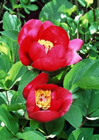Paeonia mascula - Picos de Europa, N Spain. &copy; Teresa Farino
