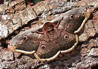 Giant Peacock Moth - Picos de Europa, N Spain. &copy; Teresa Farino