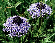 Portuguese Squill - Grazalema, S Spain. &copy; Teresa Farino
