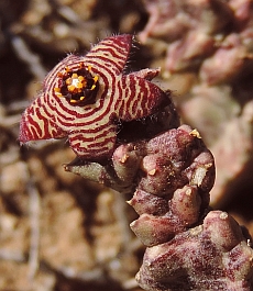 Caralluma europaea