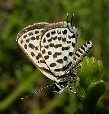 Common Tiger Blue - Tarucus theophrastus © Teresa Farino