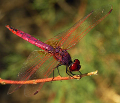 Male Violet Dropwing - Trithemis annulata &copy; Teresa Farino