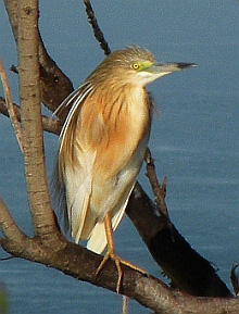 Squacco Heron - Ardeola ralloides © Teresa Farino