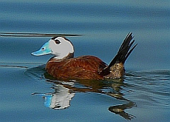 White-headed Duck - Oxyura leucocephala © Teresa Farino