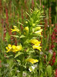 Yellow Bartsia - Parentucellia viscosa © Teresa Farino