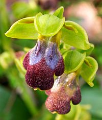 Dull Ophrys - Ophrys fusca ssp. fusca © Teresa Farino