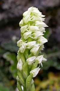 Dense-flowered Orchid - Neotinea maculata © Teresa Farino