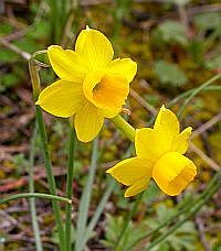 Narcissus assoanus ssp. praelongus © Teresa Farino