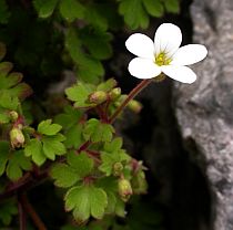 Saxifraga bourgeana © Teresa Farino