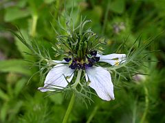 Love-in-a-Mist - Nigella damascena © Teresa Farino