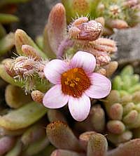 Sedum mucizonia © Teresa Farino