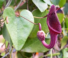 Aristolochia baetica © Teresa Farino