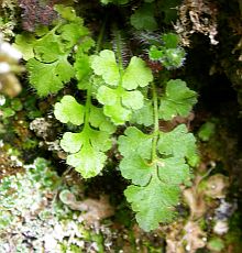 Pleurosorus hispanicus © Teresa Farino