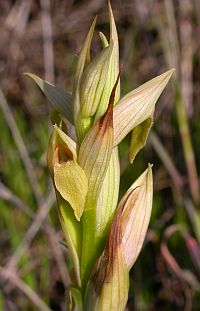 Small-flowered Serapias - Serapias parviflora © Teresa Farino