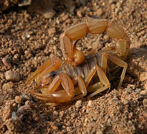 Buthus occitanus © Teresa Farino