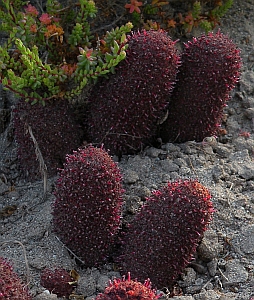 Cynomorium - Cynomorium coccineum © Teresa Farino