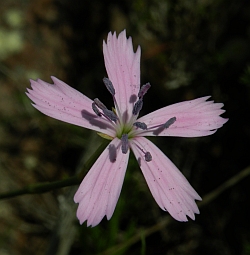 Dianthus charidemi © Teresa Farino