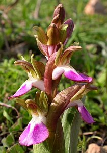 Fan-lipped Orchid - Orchis collina © Teresa Farino