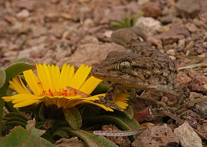 Moorish Gecko - Tarentola mauritanica © Teresa Farino