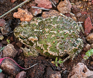 Natterjack Toad - Bufo calamita © Teresa Farino
